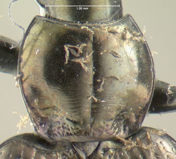 Media type: image;   Entomology 626657 Aspect: pronotum dorsal